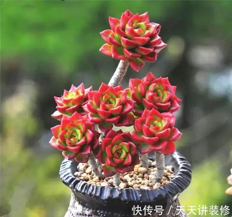 春天养多肉，就选这五种，叶色鲜艳又多姿，特别漂亮