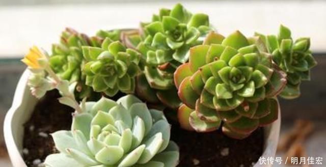 养多肉,天热是“一道坎”这3种好养护,度夏0压力