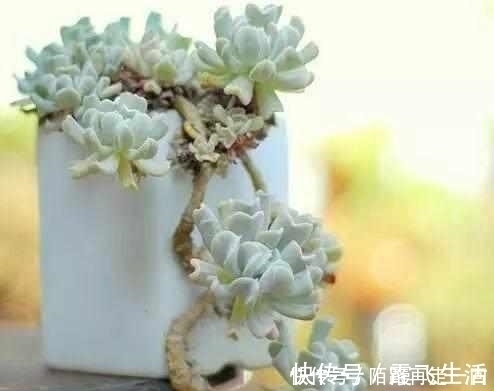 时辰|这6种多肉,不浇水都能爆盆,你能养死我不服!