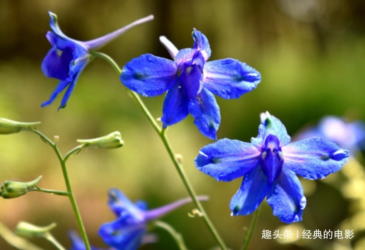 此花美丽且有韵味，好像一群小鸟在挥动翅膀，象征着幸福的环绕