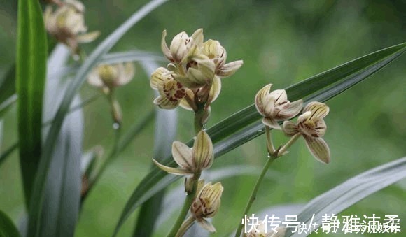 养兰您得学会识别能开花的兰株,否则入不了门