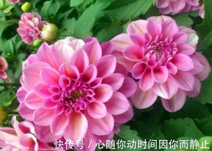 4种花现在养刚刚好,夏天开花很漂亮,阳台养几盆,变成花海