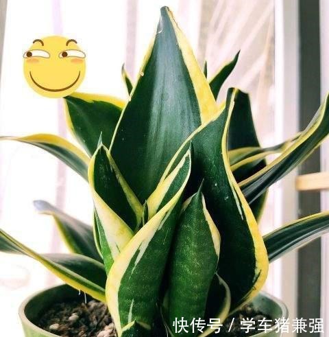 这12种花,花盆不宜贪“大”,用小盆种反而长势喜人!