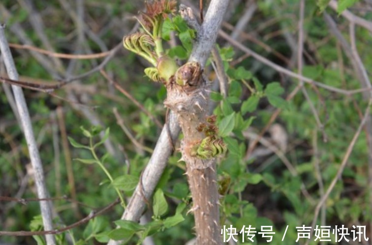 农民|乡下一种新出刺芽,价值珍贵,人称刺人参,营养价值丰富