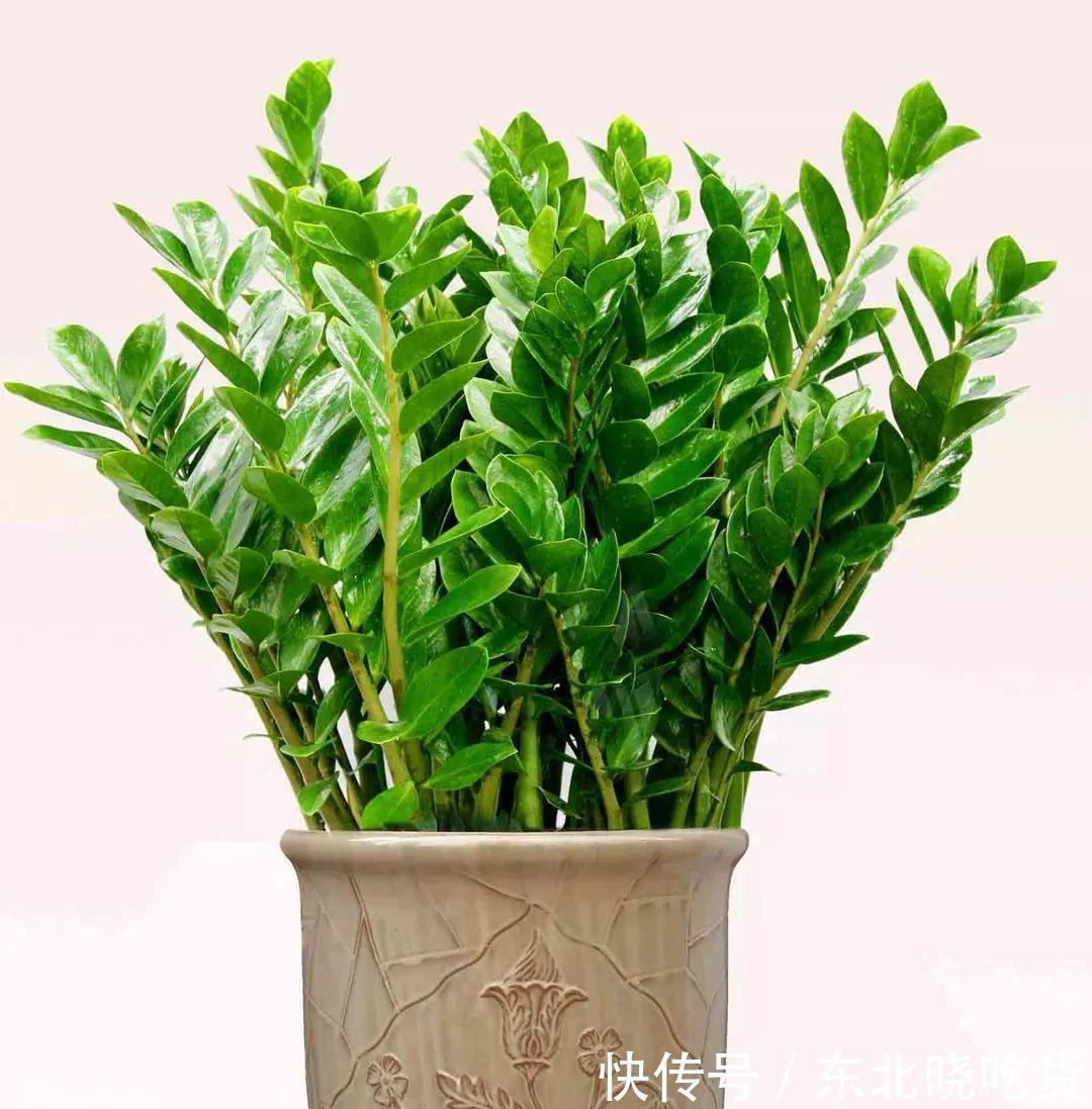 常见5种室内花，漂亮又好养，花语很吉利，你更喜欢哪一种呢
