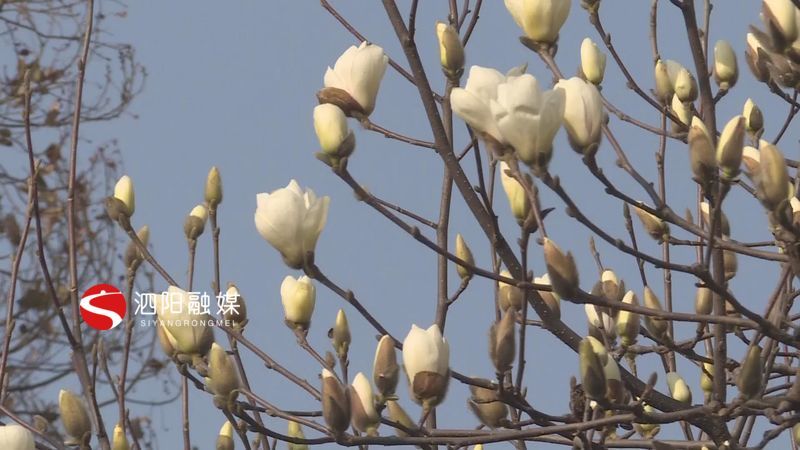 玉兰花开白如霞高枝朵朵伴春来