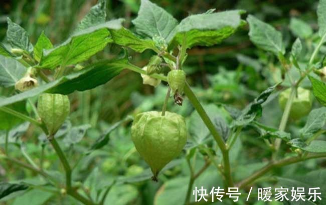 美容养颜|女人想要变美不妨常食此果，每天一个，美容养颜，吃到就是捡到宝