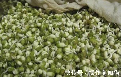 白醋发豆芽方法，简单方便快速，豆芽粗壮白嫩