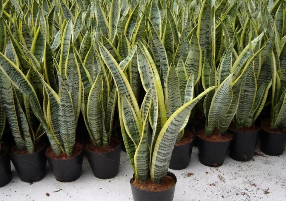 虎皮兰叶黄，枯萎，教你三个小诀窍，1星期就往上窜5厘米