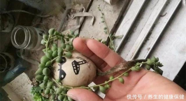 多肉花盆年年买不如换成这种，省钱又实用！多肉花盆年年买不如换成这种，省钱又实用！