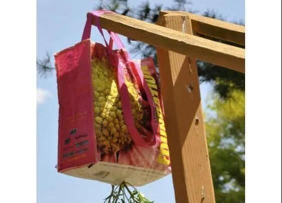 植物|没地种花种菜,没时间浇水几个塑料瓶就能解决,DIY变废为宝