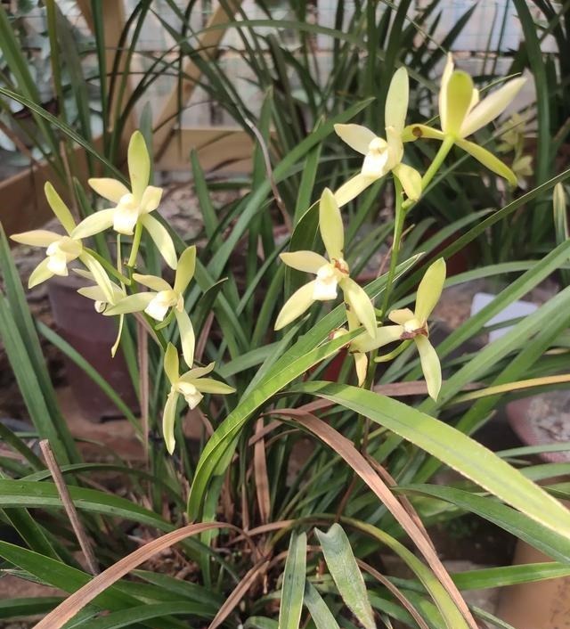 兰花就是不见长有一个“好办法”，快速生长，冒新芽