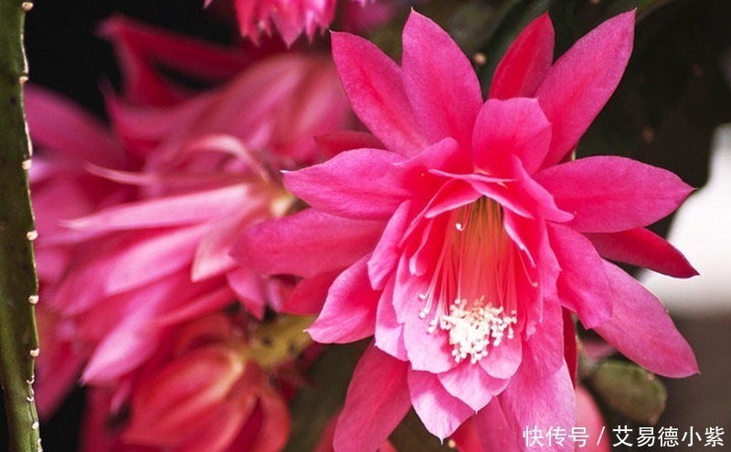 给大家介绍的三种花，好看又好，一个月不浇水，一样绿