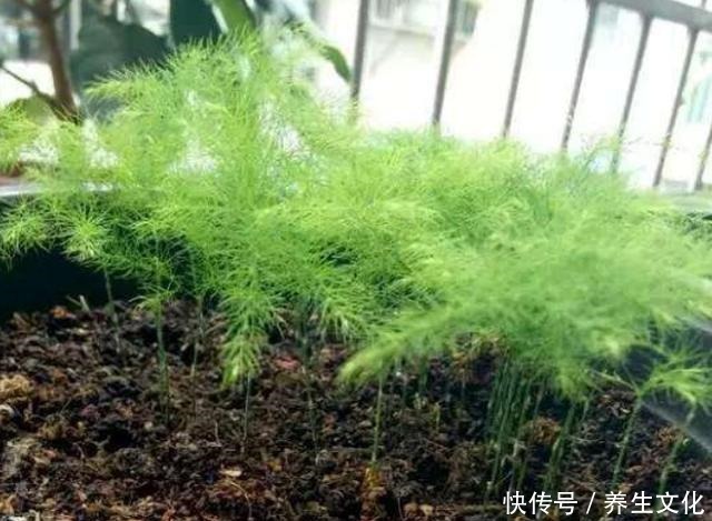 3种盆栽,一个比一个贵,撒下种子,开花一大片,个个都金贵!