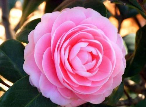  花量|养花就养此4种，全年开花，花量丰富，花香飘满屋