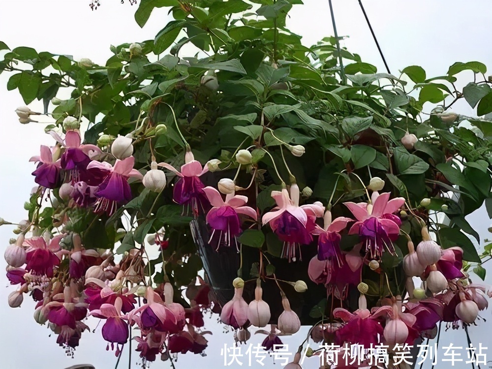 春天买花要谨慎,4种花“夏必死”,新手绕开走,别白花钱