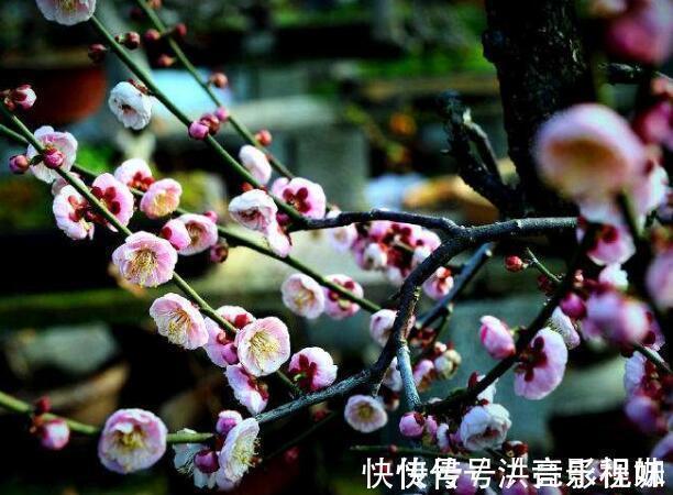 词人!陆游最经典的写景词,全篇无一梅字,却句句描写梅花