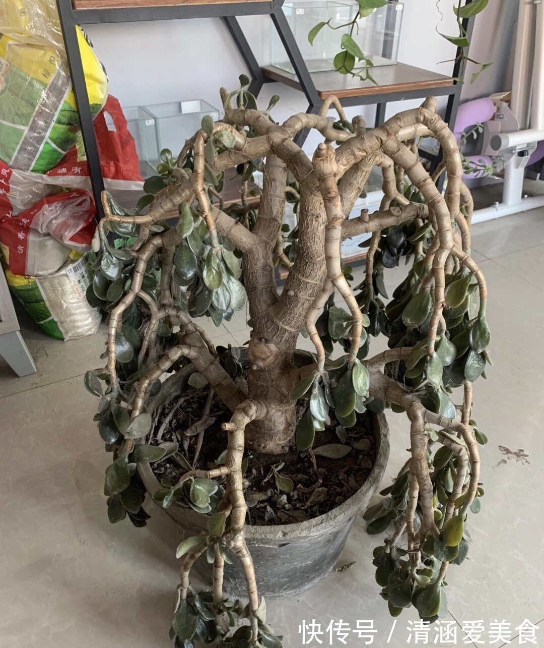 八抓鱼|养了5年玉树,1晚上冻成“八抓鱼”,枝干发软、没救了