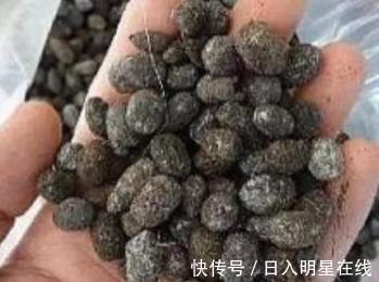 浇水|盆里扔个圆“球球”,蟹爪兰长疯了,开成一个大圆“球”!