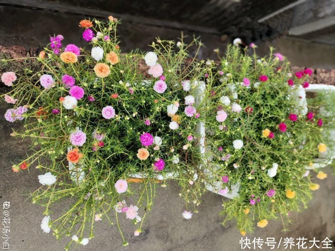 生根|6种花夏天扦插，枝条剁8段、撒土里，3岁小孩都能插活