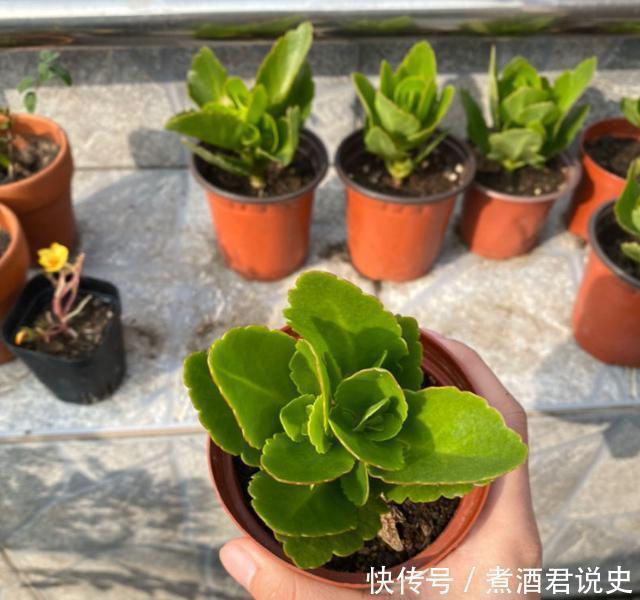 多菌灵|扦插最佳时期到了,有这花赶紧插,沾土就能活!