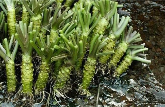 女性不愿长满皱纹,常吃以下蔬菜,祛皱润肤,排毒养颜,价值高