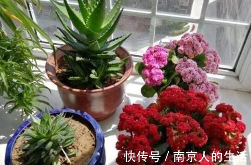 养护|4种植物最适合懒养，十天半个月不用浇水，照样长势旺