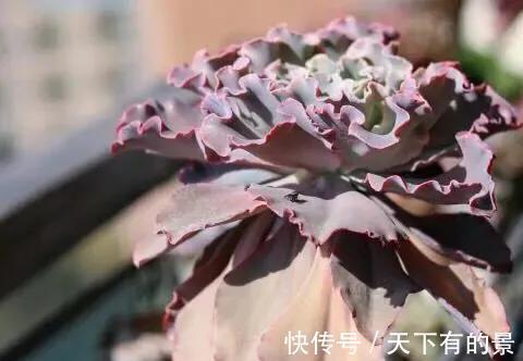 家里的多肉还好嘛,长假过后,多肉植物这么做,迅速恢复最美状态