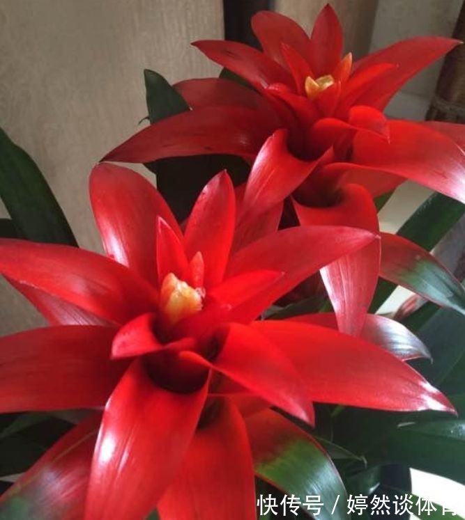 家里要养3种花,开花吉祥又喜庆,时来运转,越过越富裕有钱