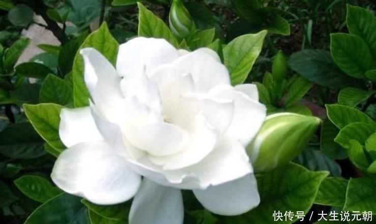 龙沙|客厅养上“3种花”,一年四季“开花不断”,开花一茬又一茬