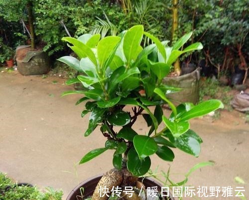 冬养小榕树,要想姿态美,几点管理一定要做对