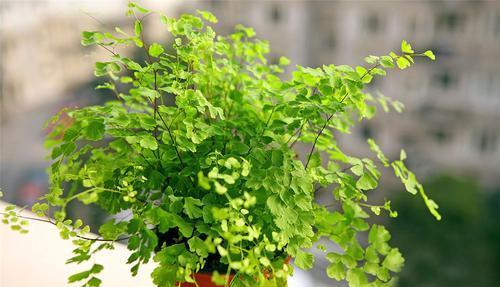 6种耐阴花，好养又好看，弱光照样长势好，室内生机勃勃！