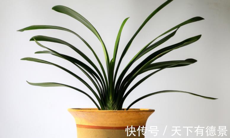 肉质根|8月该如何“唤醒”君子兰?照顾到这4点,盆栽9、10月开花早