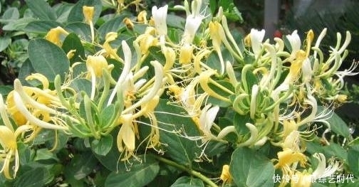 此物|咳嗽久咳不愈?睡前用此物泡水,坚持一周,咳嗽不咳,嗓子不疼了