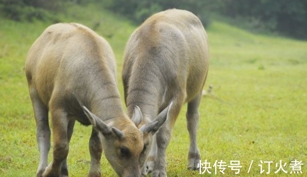 职场|农历几月出生的属牛人，2021年老天庇佑，金玉满堂，工作顺风顺水