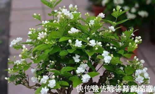 茉莉花|养了3年的茉莉花变老桩，长成“巨无霸”，清香宜人大半年！