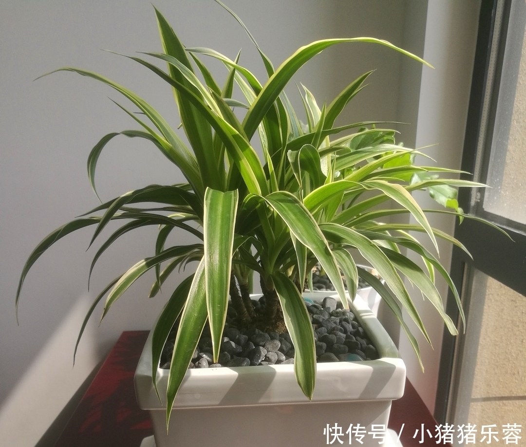 把吊兰养成“瀑布”,那是小意思,养成老桩盆景才是真本事