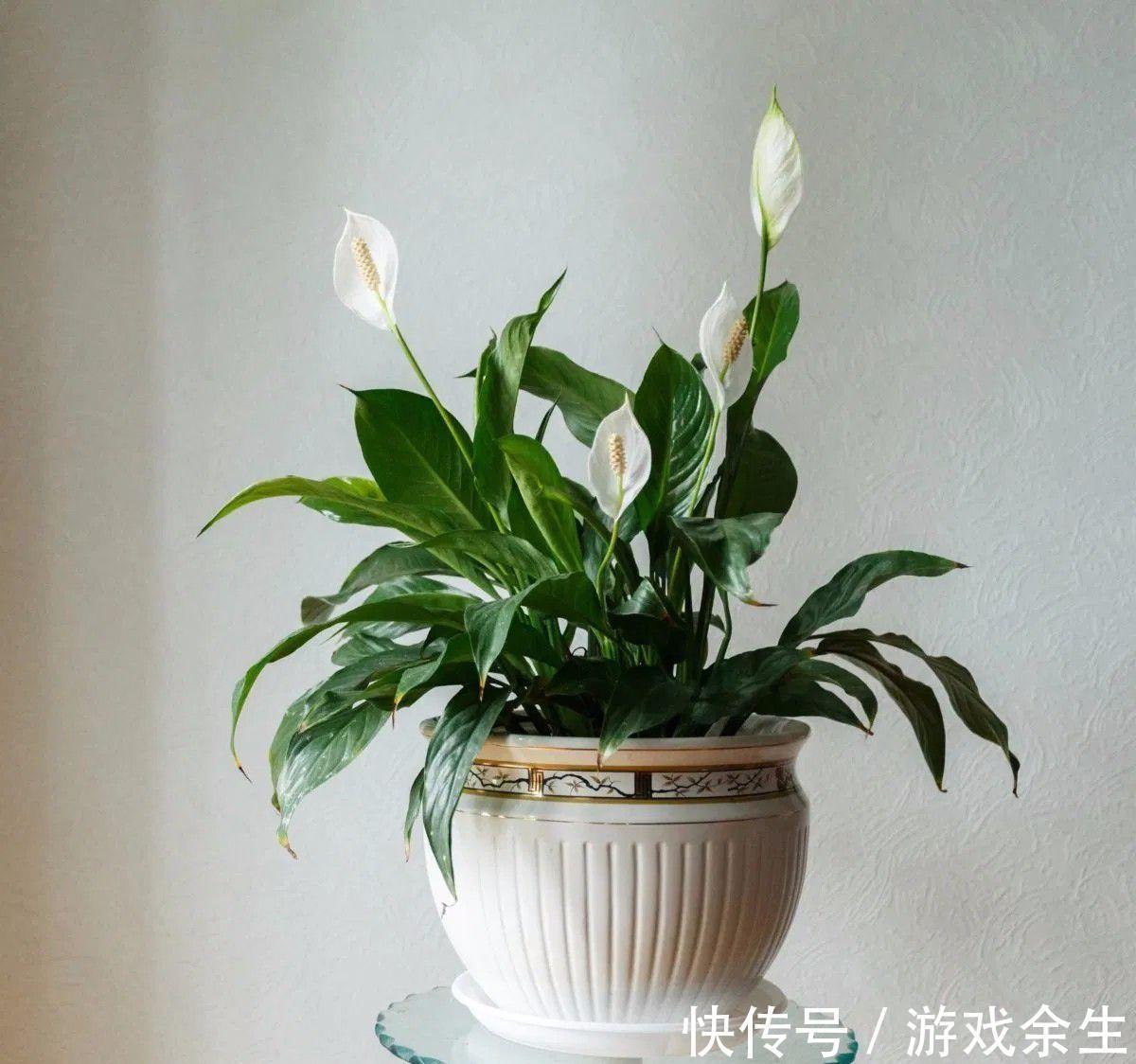 6种“吉利花”不要晒太阳,放在阴凉处,才能长得棒,富贵又旺家