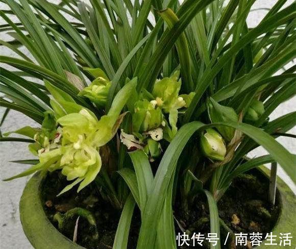 叶美|养兰花一年365天不偷懒，天天有花开，开到你不想要