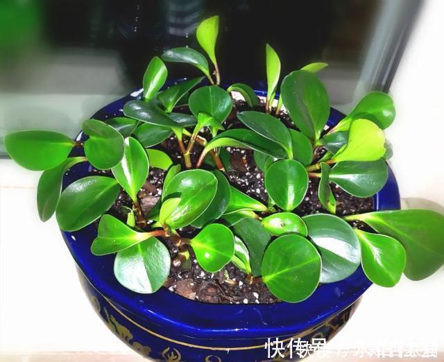 养花技巧：折腾不死的25种花，咋养都爆盆，懒人最适合