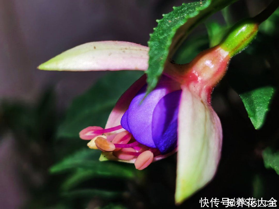 浇水|倒挂金钟长成一棵树，年年都开花，咋养的？