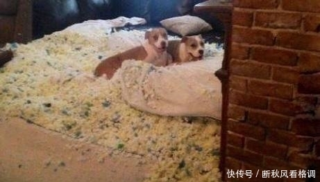 做好|主人,到明年的蛋炒饭我都给你做好了,要打包吗?