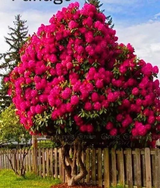 传来|太美了,世界照片今天终于传来,罕见至极,一睹为快