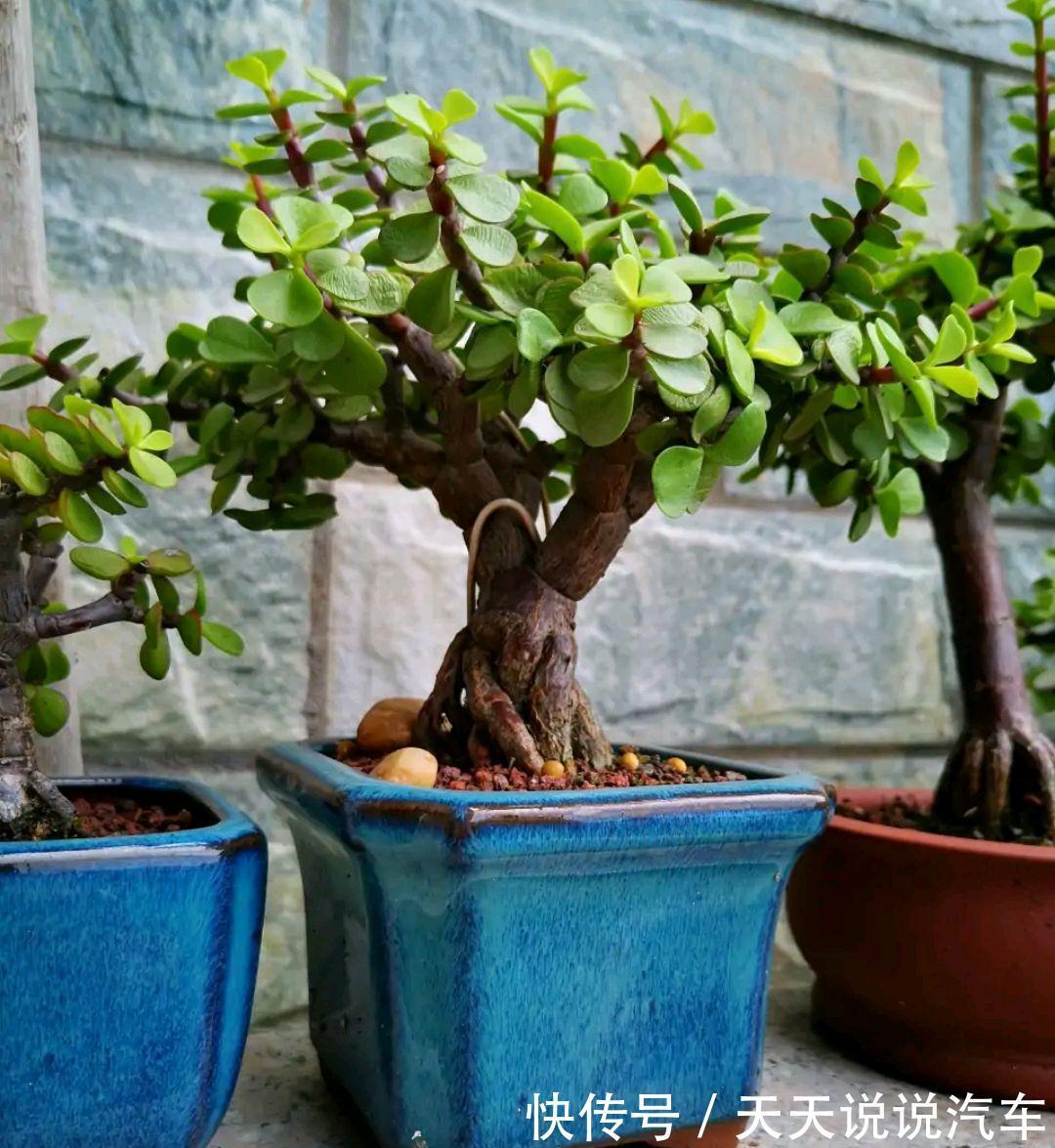 立冬后，养这10种花，切记不能多浇水，养不活都是由于手太勤