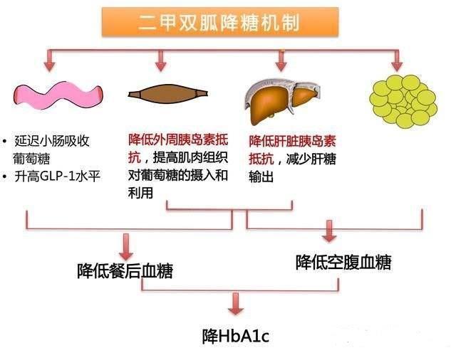 糖化血红蛋白|每日服用多少二甲双胍，可达最佳降糖效果？医生告诉你答案