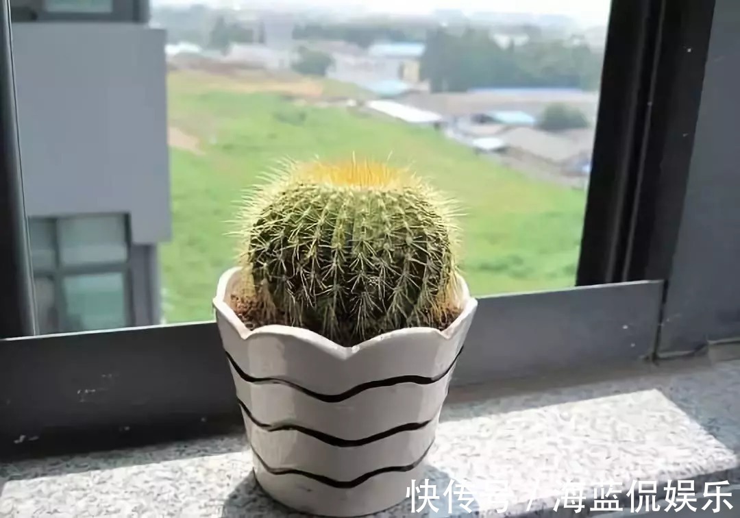 多肉|这些被公认好养的花，是认真的吗问题咋这么多！