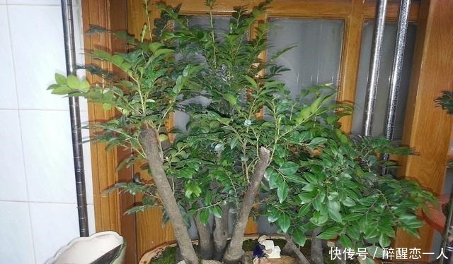 帝王之木|原来有钱人家都养这个花,镇宅,招财,这可是“帝王之木”!