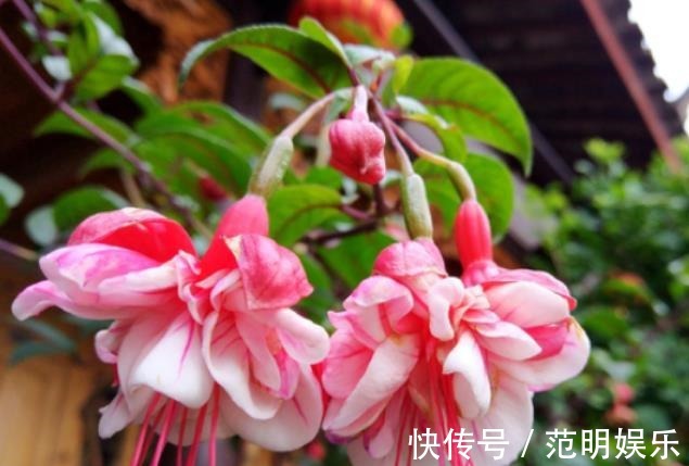 家养3种花,好打理,易爆盆,花开不断,还能旺财