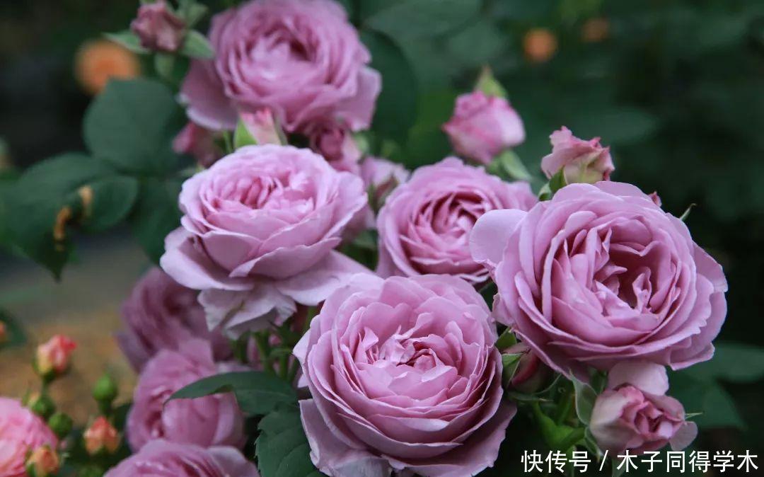 阳台养月季,就要“高颜值”,好养又泼辣,花期超长,花量大