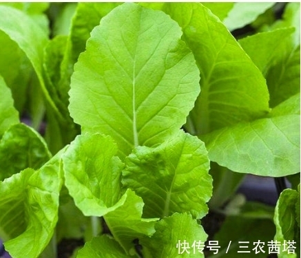 小白菜种植方法和时间 小白菜种植方法和时间